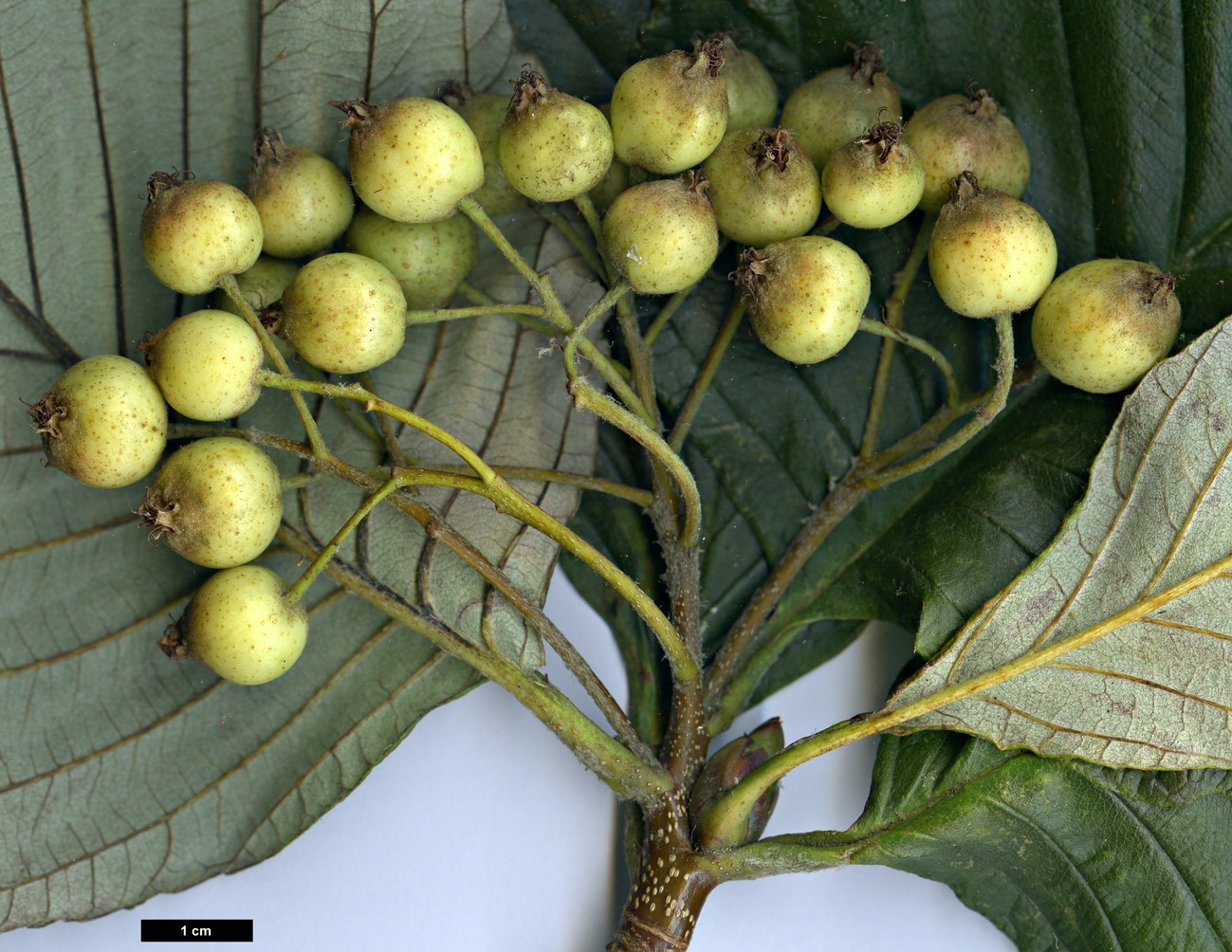 High resolution image: Family: Rosaceae - Genus: Sorbus - Taxon: atrosanguinea